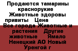 Продаются тамарины краснорукие . Животные здоровы привиты › Цена ­ 85 000 - Все города Животные и растения » Другие животные   . Ямало-Ненецкий АО,Новый Уренгой г.